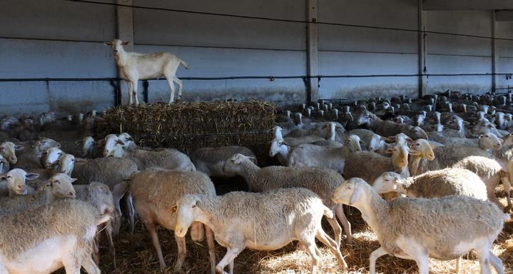 Un total de 225 ganaderos de Guadalajara han recibido más de un millón de euros de las ayudas acopladas del ovino de la PAC