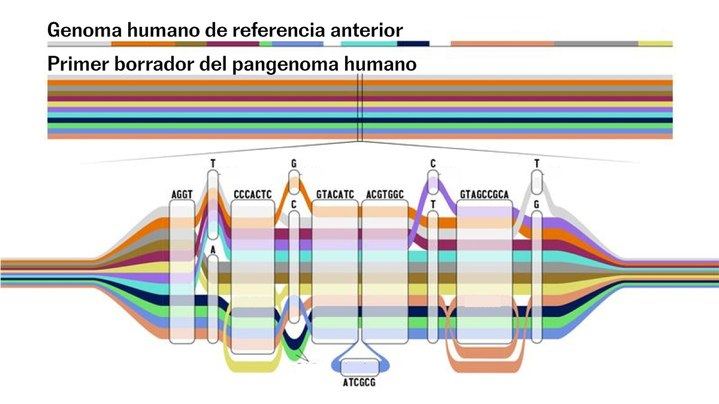 Científicos españoles participan en el borrador del primer PANGENOMA útil para reflejar la diversidad humana