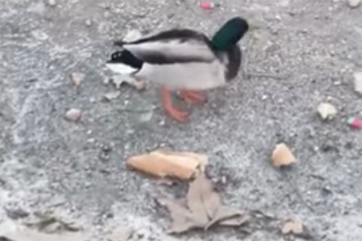 Ecologistas en Acción reclama la eliminación del estanque del parque Moreno Gaspar de Alovera, para terminar con el maltrato a los patos