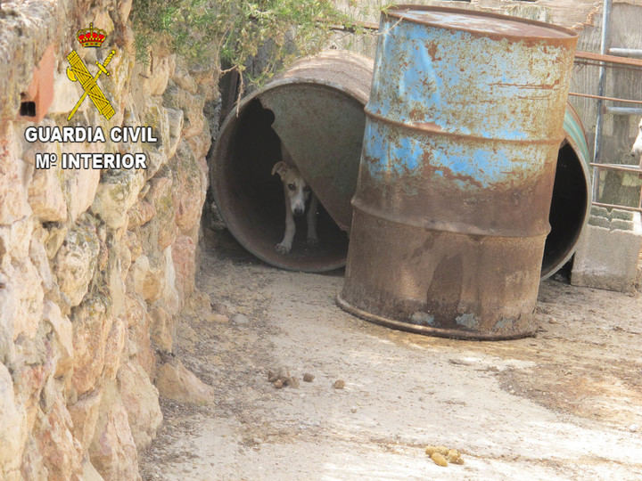 El Seprona localiza 55 perros en una explotación agrícola en Moratilla de Henares incumpliendo la legislación de bienestar animal