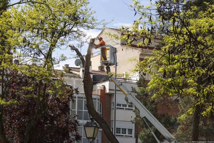 Guadalajara continúa con las podas indiscriminadas que dañan y enferman el arbolado urbano 