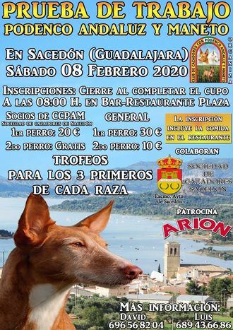 Exhibición de podencos andaluces y manetos en Sacedón, este sábado