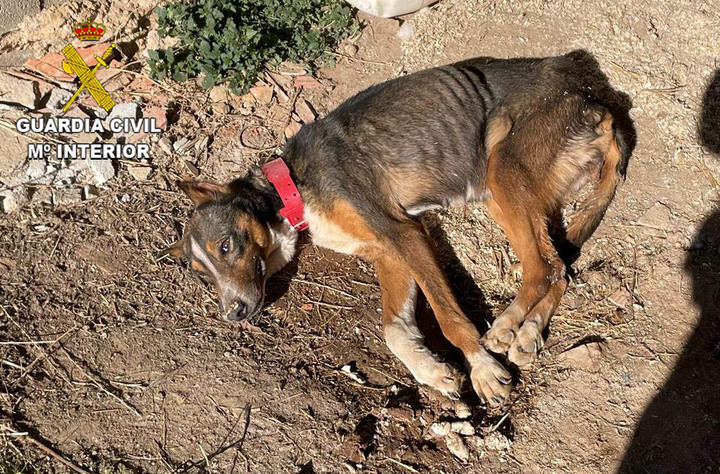 El Seprona investiga un delito de abandono de un perro de raza podenco en El Pobo de Dueñas