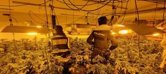 La Policía Nacional de Guadalajara interviene 1.261 plantas de marihuana, 8,2 kilos de cogollos y 122 gramos de hachís gracias a la colaboración ciudadana