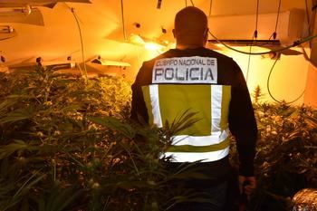 La Policía Nacional lleva a cabo, en un solo día, tres operaciones contra el cultivo ilegal de marihuana en Azuqueca de Henares, Galápagos y Torrejón del Rey