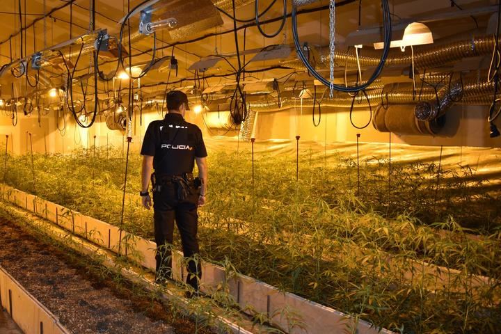 Agentes de la Policía Nacional de Guadalajara desmantela un cultivo “indoor” con 2.805 plantas de marihuana 