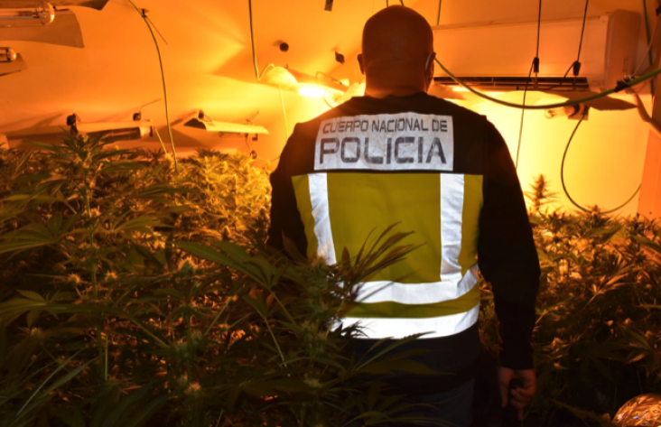 La Policía Nacional desmantela una nueva plantación “indoor” de cultivo ilegal de marihuana en Guadalajara