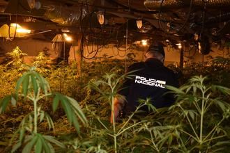 La Policía Nacional desmantela otro grupo criminal dedicado al cultivo de marihuana en Guadalajara y Azuqueca de Henares