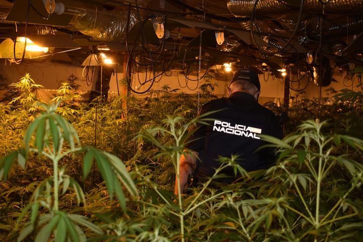 La Policía Nacional desmantela otro grupo criminal dedicado al cultivo de marihuana en Guadalajara y Azuqueca de Henares