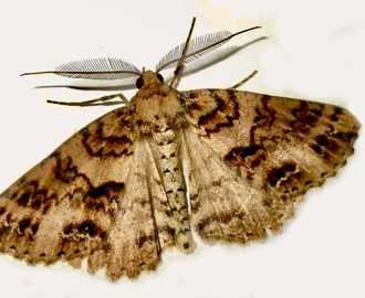 Una plaga de polillas gigantes e inofensivas invade Madrid