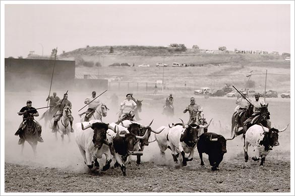 Apretando la manada, vencedora del 14º Concurso de Fotografía de ToroAlcarria