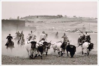 Apretando la manada, vencedora del 14º Concurso de Fotografía de ToroAlcarria