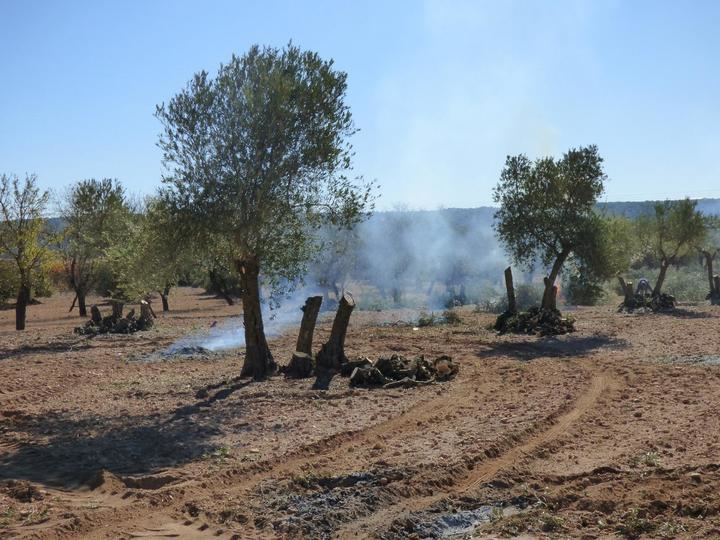 ASAJA CLM pide a la Administración que permitan a los agricultores desde hoy la quema de restos agrícolas