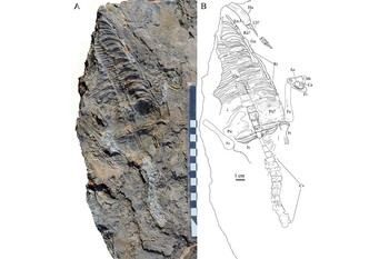 Una investigadora de la Universidad de Alcalá estudia el fósil más completo de un reptil marino del Triásico aparecido en las Cordilleras Béticas