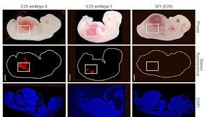 Crean riñones 'humanizados' dentro de embriones de cerdo