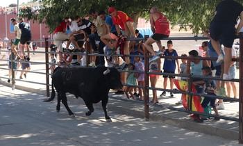 El toro cárdeno de Peñajara «Proyectil» animó el segundo encierro de las Fiestas de Cabanillas