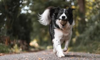 El seguro de responsabilidad civil para perros ser&#225; obligatorio a partir de septiembre