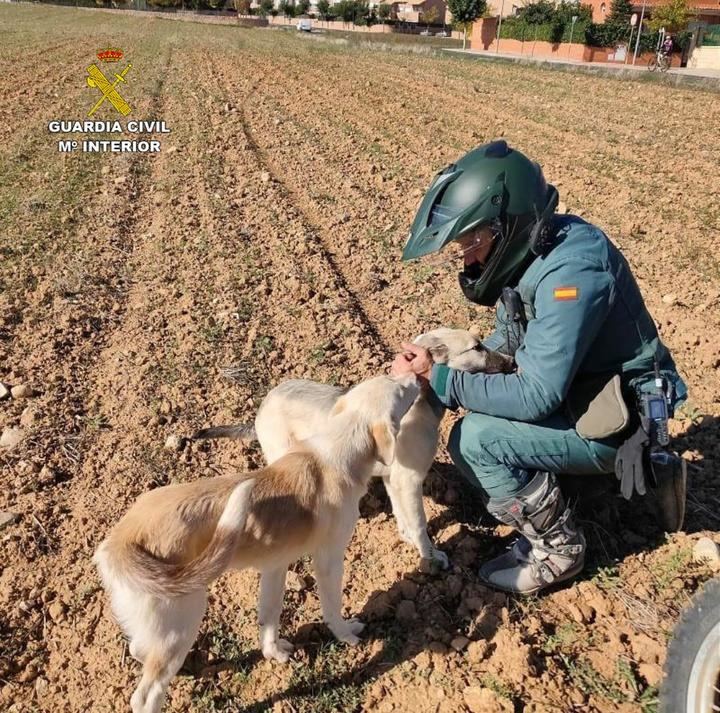 El SEPRONA denuncia más de 100 infracciones en Guadalajara relacionadas con el bienestar animal y la protección de los animales domésticos