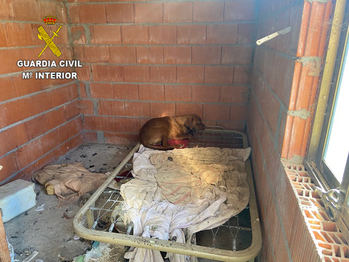 El Seprona localiza 15 perros en Poveda de la Sierra en condiciones higiénico sanitarias muy deficientes