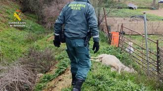 Investigado en Guadalajara el propietario de una explotación ganadera con multitud de animales muertos por falta de cuidado