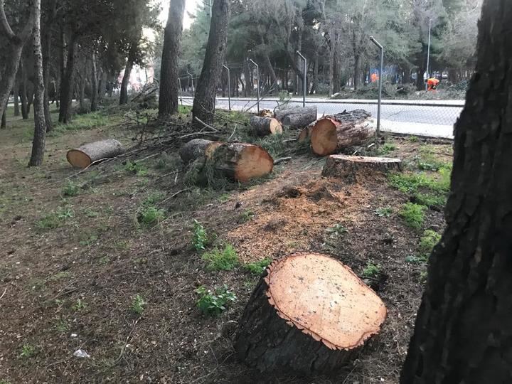 Nuevo arboricidio en el futuro campus universitario de las Cristinas de Guadalajara