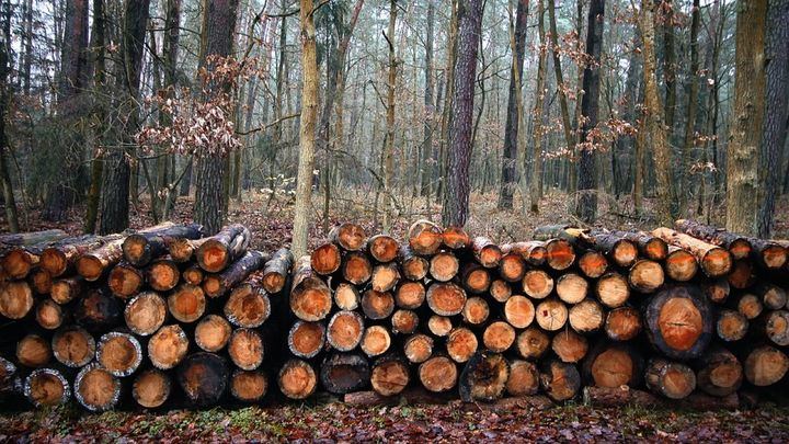 El propietario de una finca de Orgaz denuncia la tala indiscriminada en un espacio de alto valor ecológico por parte de la Junta de Castilla-La Macha 