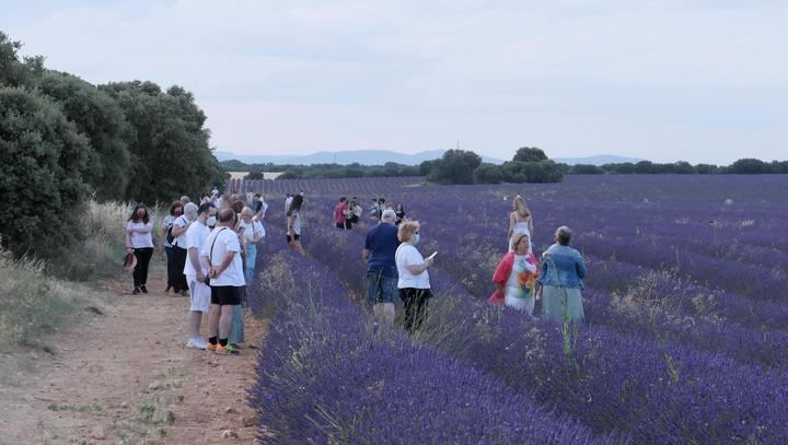 Campos de Lavanda este fin de semana en Brihuega. Foto : EDUARDO BONILLA