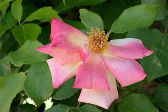 14ºC de mínima y 31ºC de máxima con tormenta ocasionales en forma de granizo este domingo en la provincia de Guadalajara