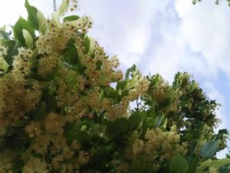 Las plantas medicinales, recogidas y clasificadas en uno de los Jardines Cisnerianos del Botánico de Alcalá