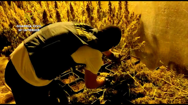 La Guardia Civil desmantela una plantación de marihuana “indoor” en Torrejón del Rey