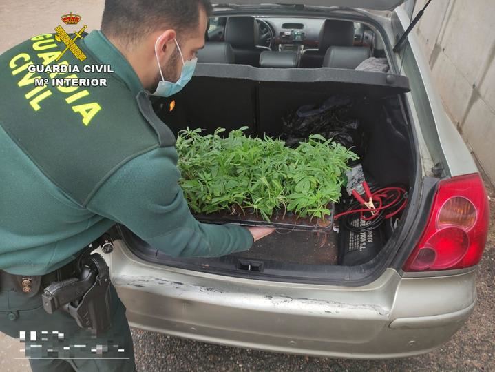La Guardia Civil para a un vehículo en Trjueque para identificarle y descubren...¡100 esquejes de marihuana!