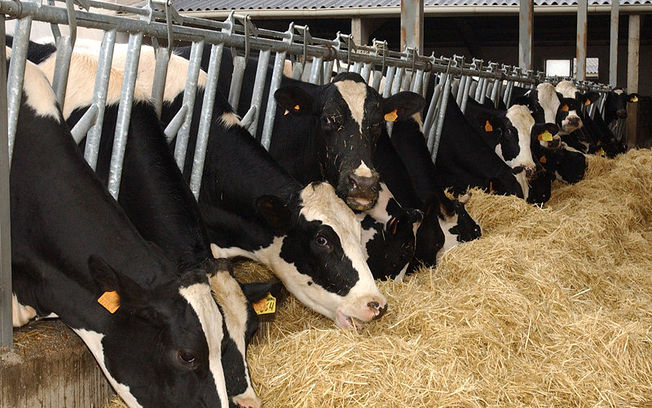 Productores de C-LM piden servicios mínimos y soluciones urgentes en la huelga de transporte: Los animales se mueren