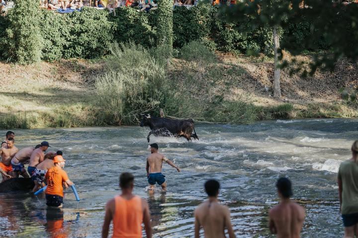 Más de 7.000 personas disfrutaron de unas Vacas por el Tajo divertidas y sin incidentes