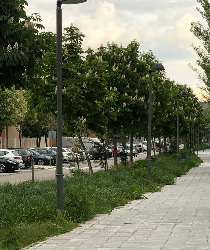 El exceso de vegetación invade parte de las aceras de las calles de Azuqueca provocando mosquitos e insectos molestos y perjudiciales para los vecinos