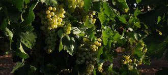 Los viticultores manchegos perderían 950 euros por hectárea en la presente vendimia