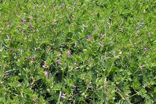 Investigadores de la UAH mejoran la viabilidad de una legumbre para contribuir al cultivo sostenible