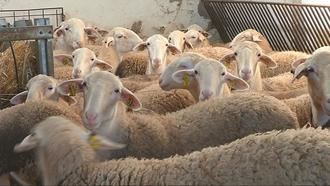 Detectan un foco de viruela ovina en una explotación de ovino y caprino en Cuenca