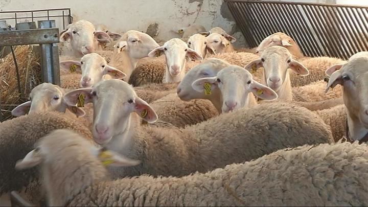 Detectan un foco de viruela ovina en una explotación de ovino y caprino en Cuenca