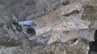 Hallan un extenso yacimiento paleontol&#243;gico en las obras de la A-33 en Caudete