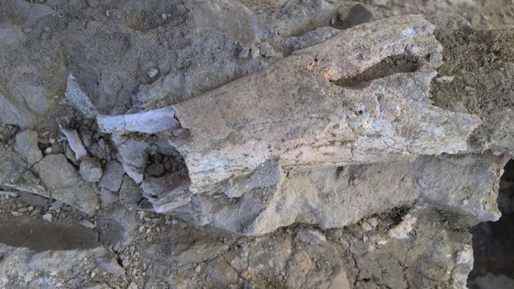 Hallan un extenso yacimiento paleontológico en las obras de la A-33 en Caudete