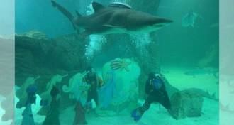 El Zoo de Madrid inaugura la Navidad con el tradicional Bel&#233;n de tiburones
