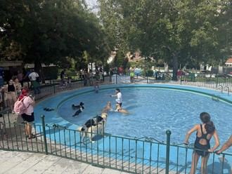 Acuadog celebra el cierre de la temporada de piscina en San Roque con diversión canina