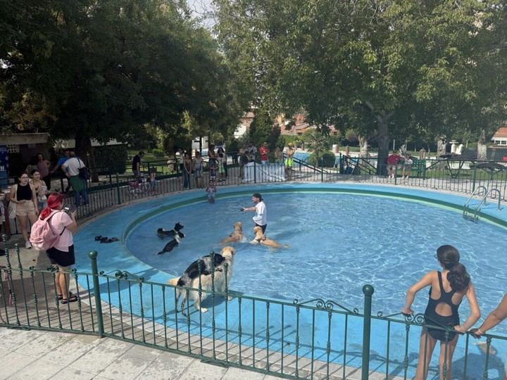 Acuadog celebra el cierre de la temporada de piscina en San Roque con diversión canina