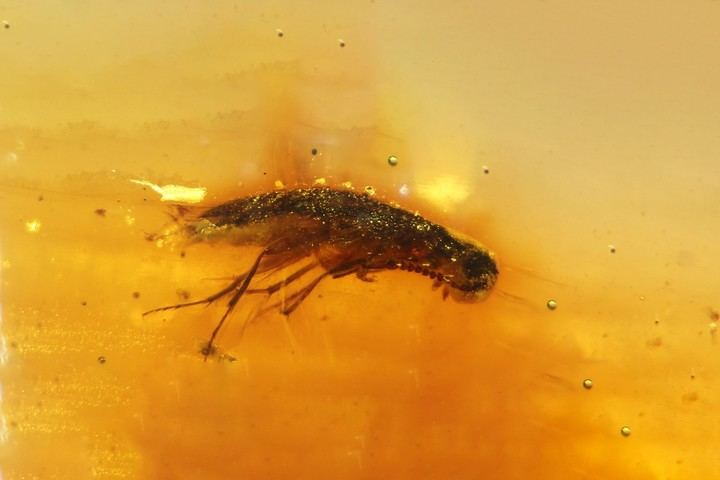 Se descubre un depósito de ámbar del Mesozoico en Sudaméric