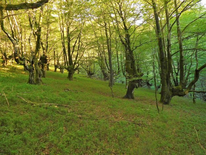 El cambio climático aumenta la sincronía en el crecimiento de los árboles