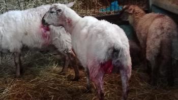 Mueren cinco terneros por ataques de lobos en La Nava de Jadraque
