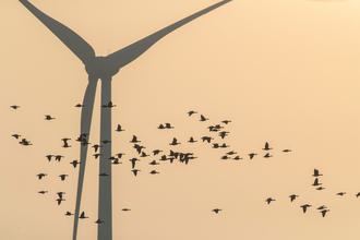 SEO/BirdLife alerta de que especies amenazadas y espacios protegidos de Guadalajara peligran por tres parques eólicos