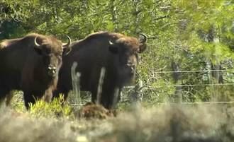 Bisontes europeos salvan los montes de Guadalajara de los incendios