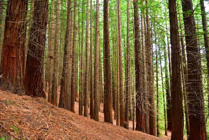 Bosque exótico de secuoyas en Cabezón de la Sal (Cantabria). Autor: Alberto Fernández Medarde