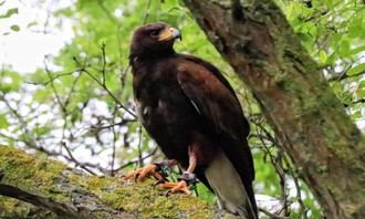 Cabanillas refuerza acciones para controlar la población de palomas torcaces
